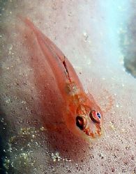 Tiny goby taken at Sharksbay with Olympus SP-350. by Anel Van Veelen 